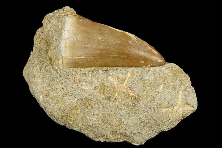 Mosasaur (Mosasaurus) Tooth In Rock - Morocco #179337